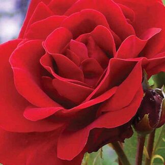 Саджанці троянд на штамбі Лілі Марлен