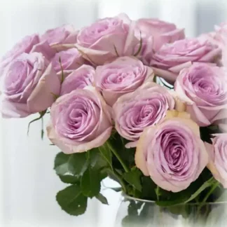 Саджанці троянди на штамбі Луллабі