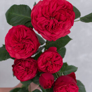 Саджанці троянд на штамбі Меджик Піано