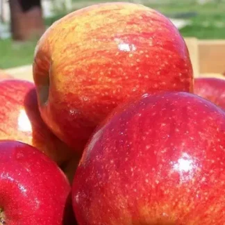 Яблуня Джонаголд Декоста (саджанець, однорічний)