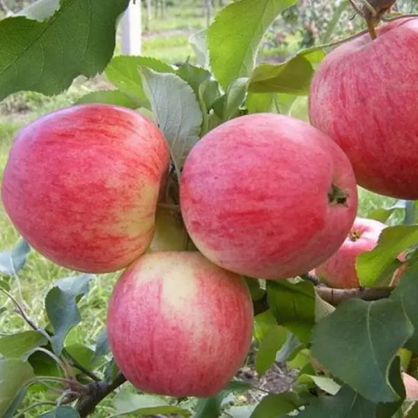 Яблуня Джулія (саджанець, однорічний)