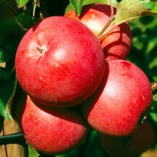 Яблуня Еліза (саджанець, дворічний)