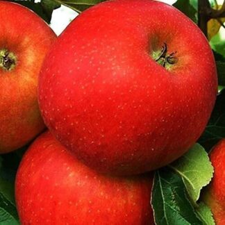 Яблуня Евеліна (саджанець, дворічний)