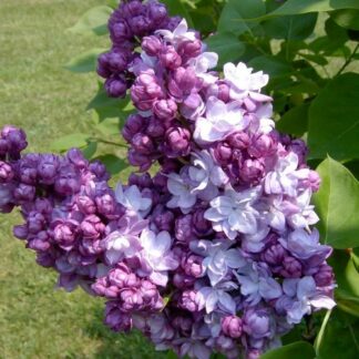 Бузок Тарас Бульба