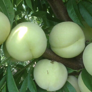 Персик білий Айс Піч (саджанець, дворічний)