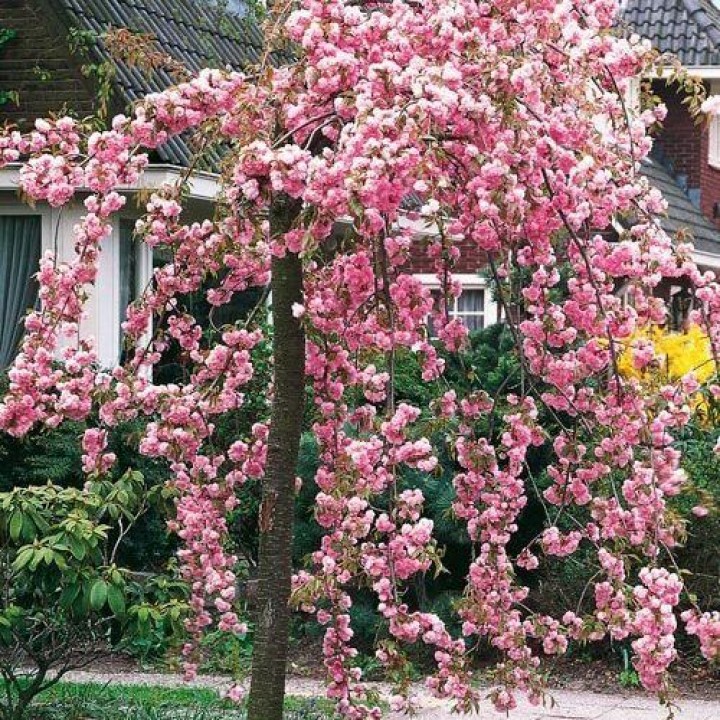 Сакура на штамбі Кіку-Шідаре