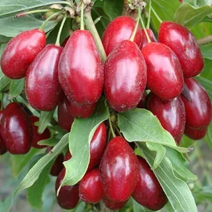 Кизил Світлячок / сіянець