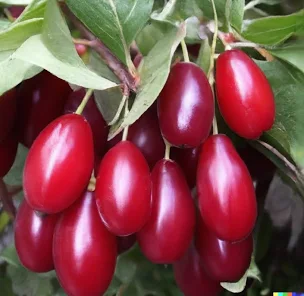 Кизил Семен / сіянець