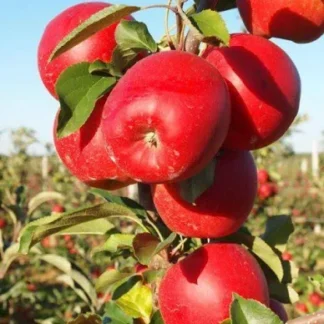 Яблуня Гала Муст (саджанець, дворічний)