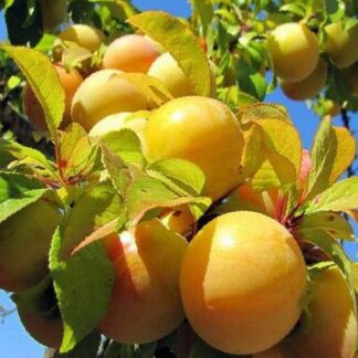 Слива колоновидна Жовта Медова