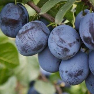 Слива Чачакська Найболія (саджанець, трьохрічний)