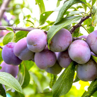 Слива Джойо (саджанець, дворічний)