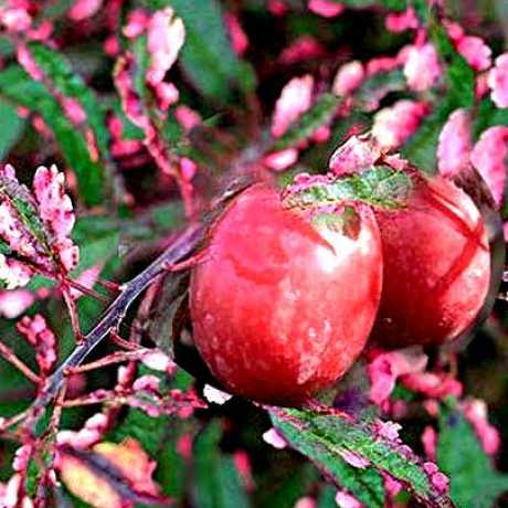 Слива Хессея (саджанець, дворічний)