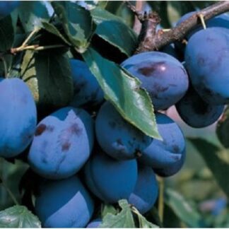 Слива Олена (саджанець, дворічний)