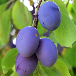 Слива Пізня Храмова (саджанець, дворічний)