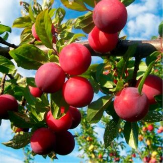 Слива Ренклод Альтана (саджанець, дворічний)