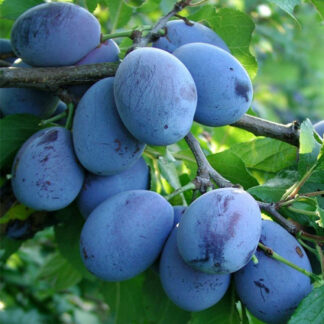 Слива Стенлей (саджанець, трьохрічний)