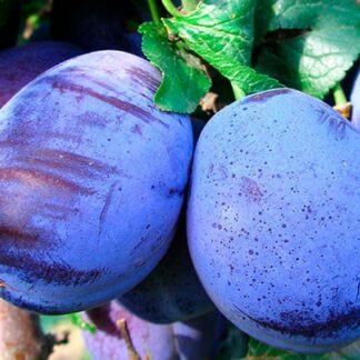 Слива Топ Фіт (саджанець, дворічний)