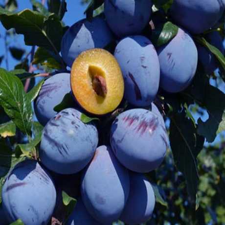 Слива Топ Хіт (саджанець, однорічний)