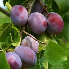 Слива Віжен (саджанець, дворічний)