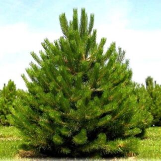 Сосна Кримська Pinus