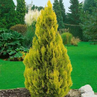 Туя Голден смарагд