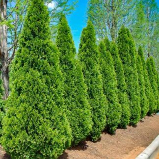 Туя Смарагд 100-120 см
