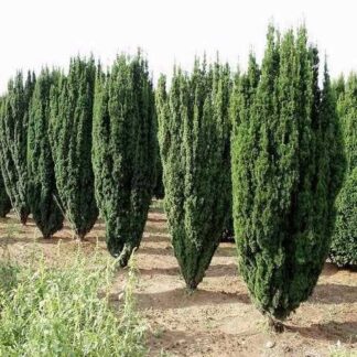 Тис ягідний Фастігіата Робуста