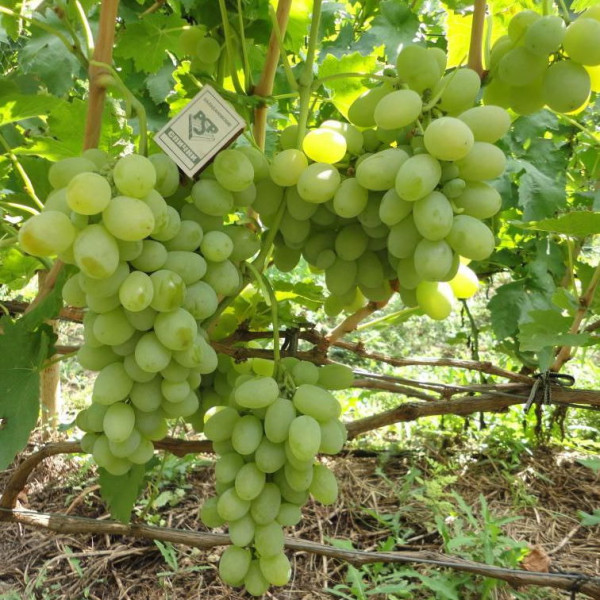 Виноград Кеша