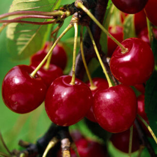 Вишня Балатон (саджанець, однорічний)