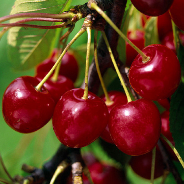 Вишня Балатон (саджанець, однорічний)