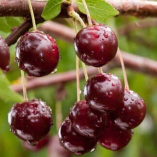 Вишня Морело (саджанець, однорічний)