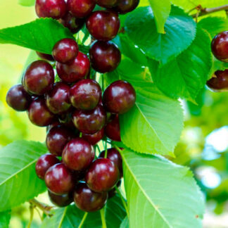 Вишня Панді (саджанець, однорічний)