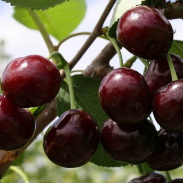 Вишня Примітна (саджанець, дворічний)