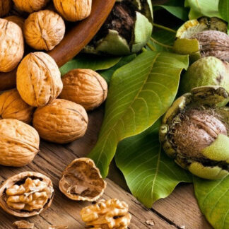 Волоський горіх Кочерженко (трирічний) / сіянець