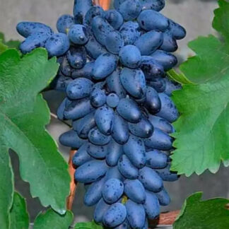 Виноград Академік