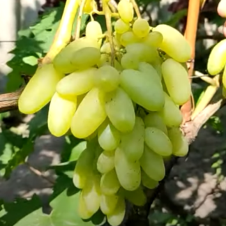 Виноград Алінка