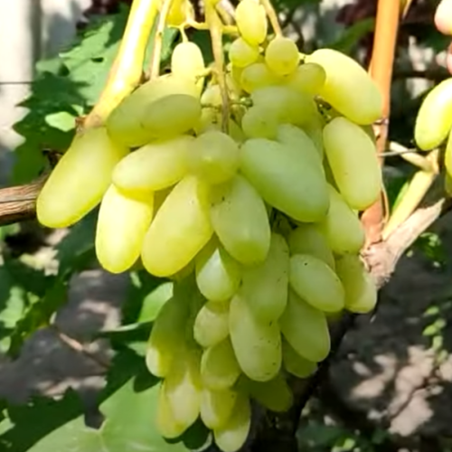 Виноград Алінка