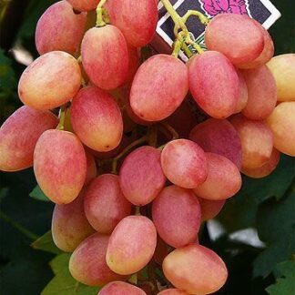 Виноград Анжеліка