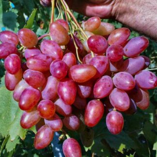 Виноград Багровий