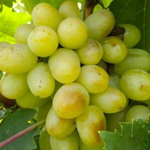 Виноград Богатяновський
