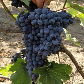 Виноград Чарлі