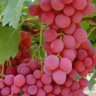 Виноград Червона Роза