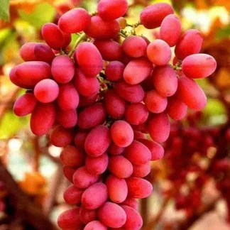 Виноград Червоний Палець