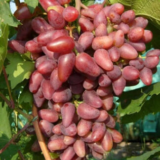 Виноград Дубовский