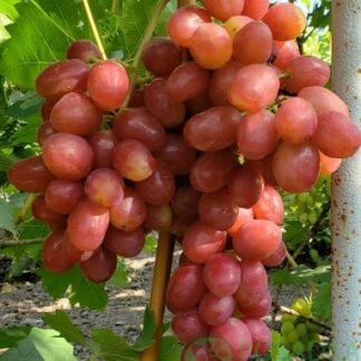 Виноград Динька