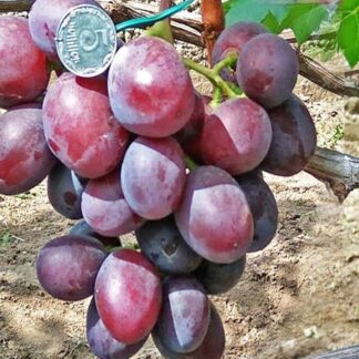 Виноград Еверест