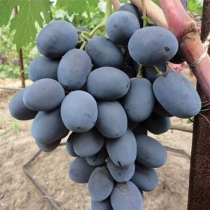 Виноград Фуршетний
