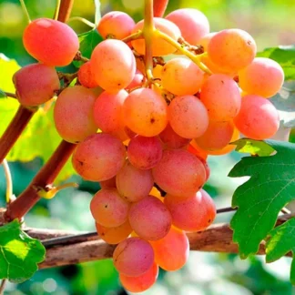 Виноград Гурман