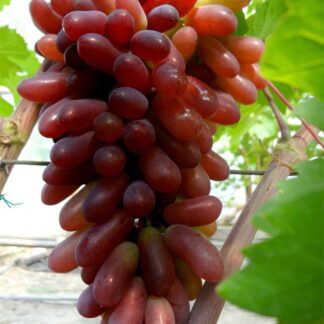 Виноград Карнавал